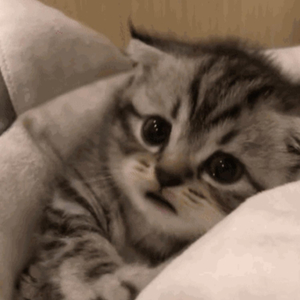 草莓视频下载导航
